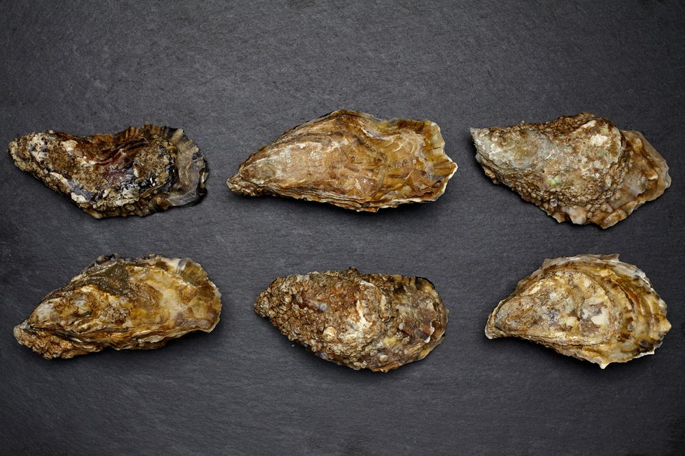 14-10-04 Soleshare9622.jpg